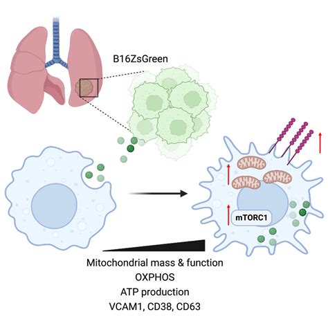 Uptake Of Tumor Derived Microparticles Induces Metabolic Reprogramming