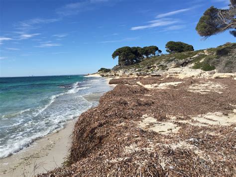 Army Jetty Beach Thomson Bay Rottnest Island Western Aus