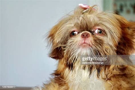 62 Shih Tzu Bow Stock Photos High Res Pictures And Images Getty Images