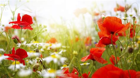 Depth of field photography of red poppy flowers HD wallpaper ...