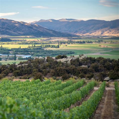 Cromwell Basin Wine Region In Central Otago New Zealand