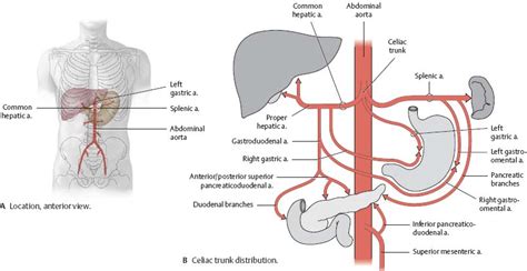 Abdominal Aorta Celiac Trunk