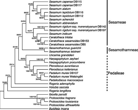 Maximum likelihood tree of Pedaliaceae based on ETS sequences. Numbers ...