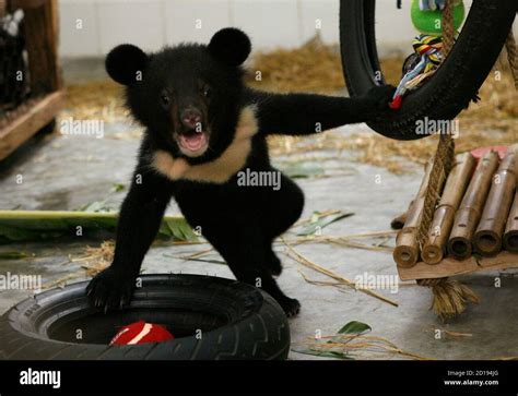 Asiatic black bear cub hi-res stock photography and images - Alamy