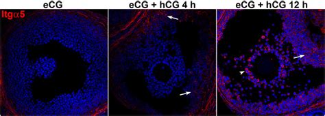 Frontiers Dynamic Regulation Of Semaphorin 7a And Adhesion Receptors