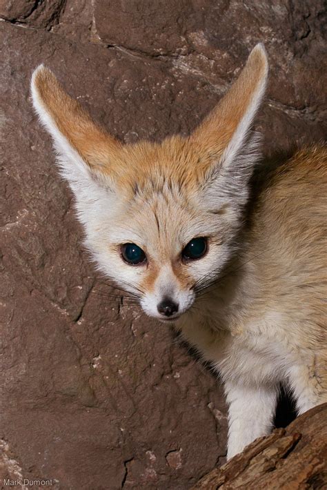 Fennec Fox Mark Dumont Flickr