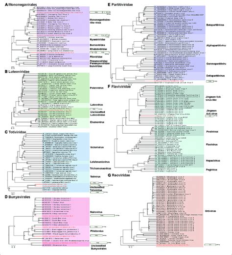 Phylogenetic Trees Of The Rna Dependent Rna Polymerase Rdrp