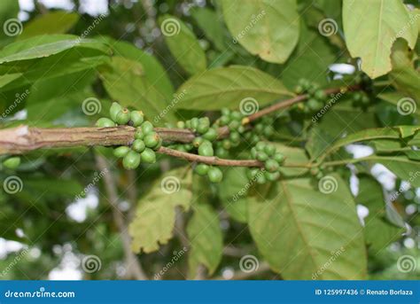 Frutos De Baga Verdes Verdes Do Caf Unidos Haste Da Rvore Foto De