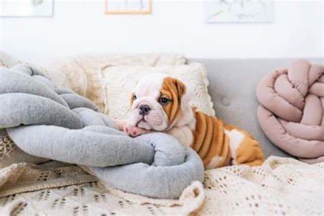 Teacup Bulldog: Does This Tiny Bulldog Really Fit in a Teacup?