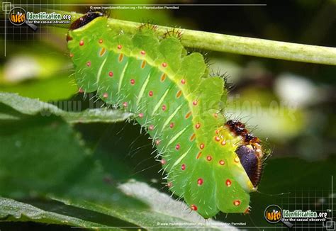 Luna Moth