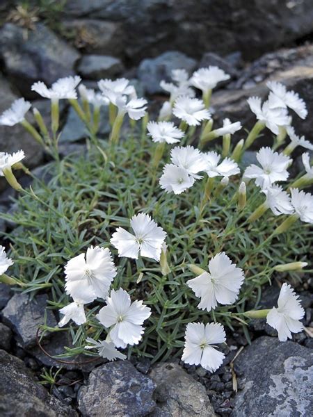 Dianthus Gratianopolitanus La Bourboule Blanche Karafiát Hôrny La