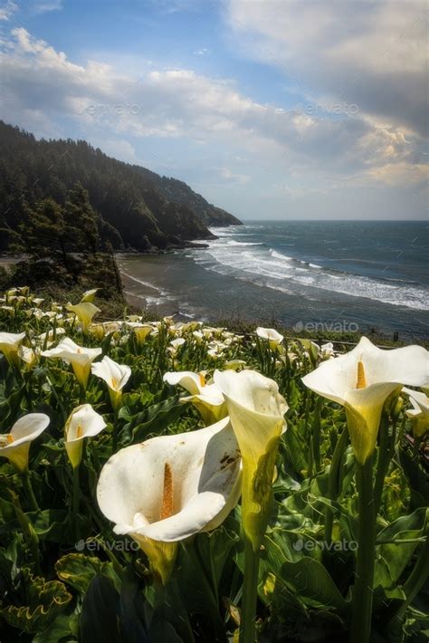 Wild Calla Lilies Blooming On The Oregon Coast Stock Photo By