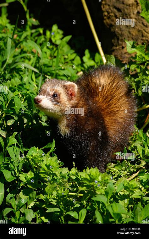 European Polecat Itlis Europe Stock Photo Alamy