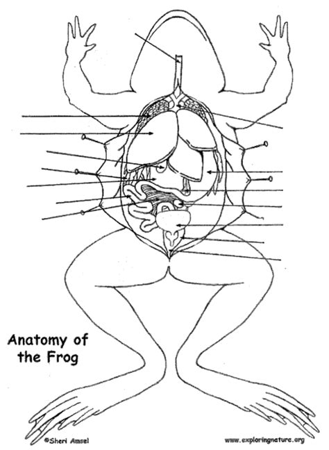 Gen Bio Frog Body Internals Diagram Quizlet