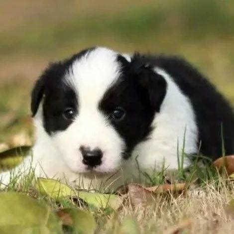 边牧专栏丨如何让边境牧羊犬变得不怂 训练