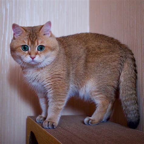 Scottish Fold Fat Cat Breeds Pets Lovers