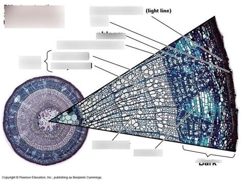 Secondary Growth Pie Slice Diagram Quizlet