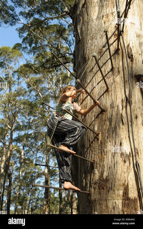 Gloucester Baum Klettern Pemberton Australien Fotos Und Bildmaterial