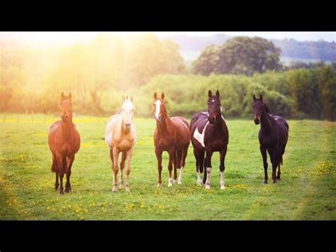 Música Relaxante Sons da Natureza Fazenda Animais e Paisagens