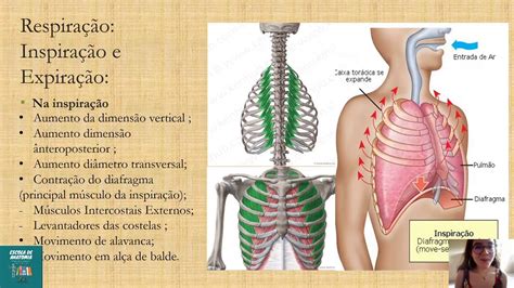 Músculos da Respiração YouTube