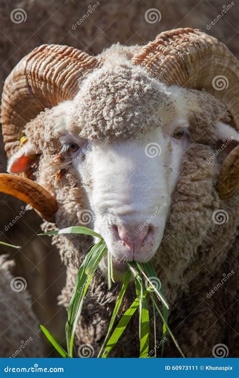 Carneiros De Merino Que Comem As Folhas Luzy Verdes Da Grama Imagem De