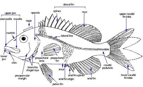 Design Context: Fish Anatomy.