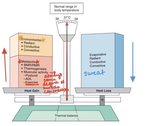 Ex Phys Thermoregulation Flashcards Quizlet