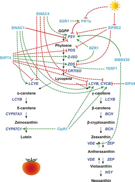 Frontiers Transcriptional Regulation Of Carotenoid Biosynthesis In