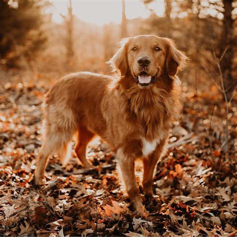 A Golden Retriever Golden Retriever Reeses Dogs