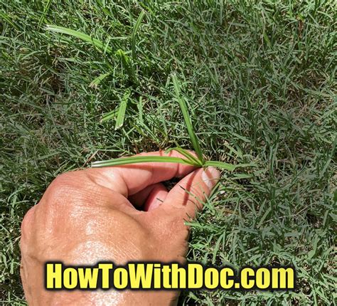 Kill Nutsedge In Lawn Uncategorized