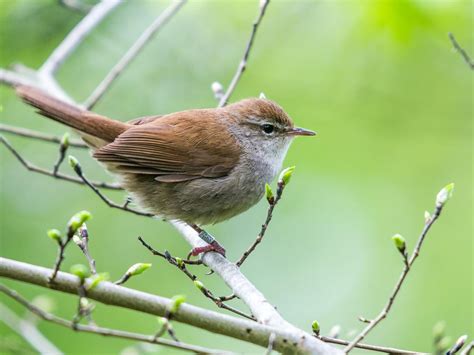 Cettis Warbler Bird Facts Cettia Cetti Birdfact