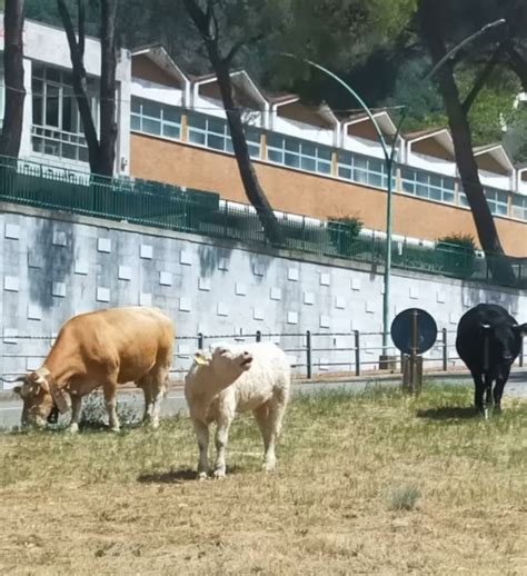 Il Triste Epilogo Delle Terme Luigiane Cani Randagi E Mucche Al