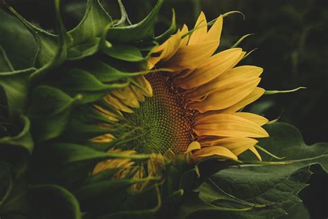 10,000+ Free Png Sunflowers & Png Images - Pixabay