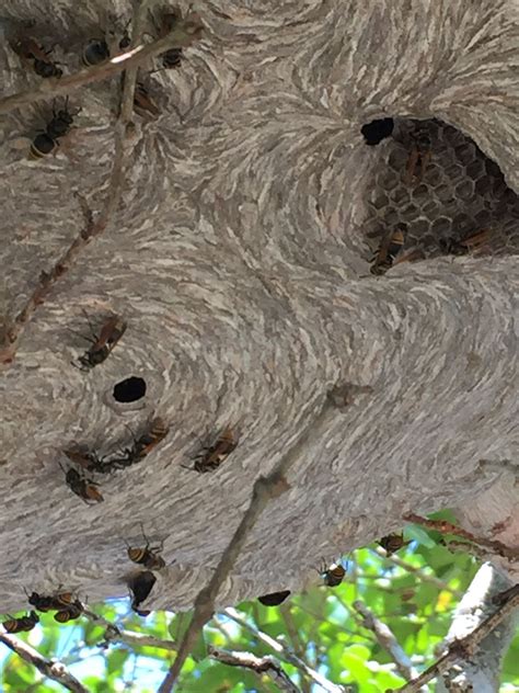 Bald Face Hornet Nest Closeup Bald Face Hornets Nest Hornet Hot Sex Picture