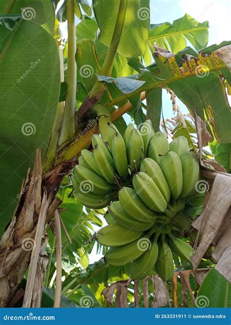 Banana Tree that Has Produced Fruit Stock Image - Image of produced ...