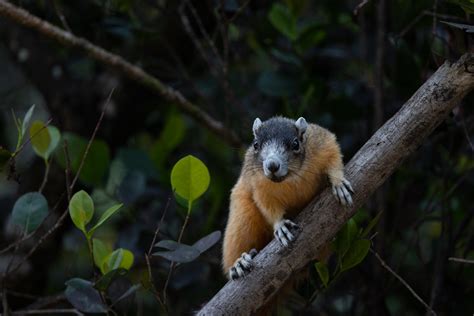 Shermans Fox Squirrel Big Cypress Preserve Rob Shields Flickr