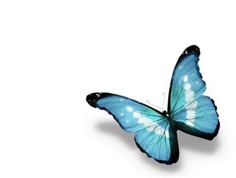 Blue Butterfly Isolated On White Stock Photo Sun Tiger