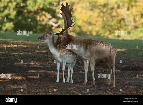 Male Fallow Deer With Female Stock Photo Alamy