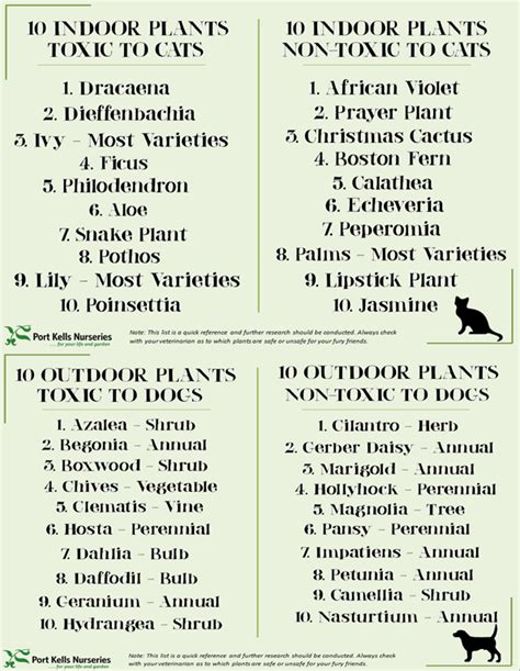 10 Plants That Repel Cats Plants Cats Hate Artofit