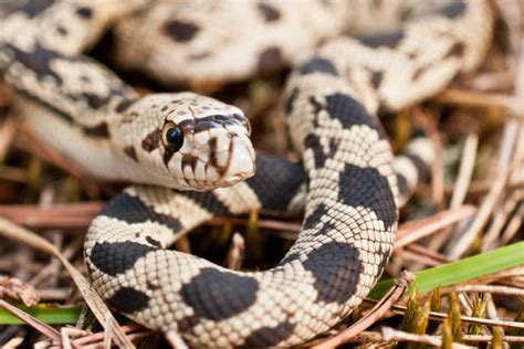 15 Most Common Snakes In Tennessee With Pictures