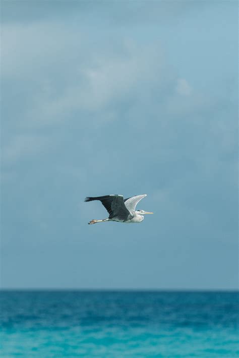 Flying Heron Photos, Download The BEST Free Flying Heron Stock Photos & HD Images