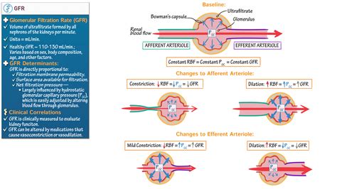 Anatomy Physiology Fundamentals Gfr Determinants Ditki Medical