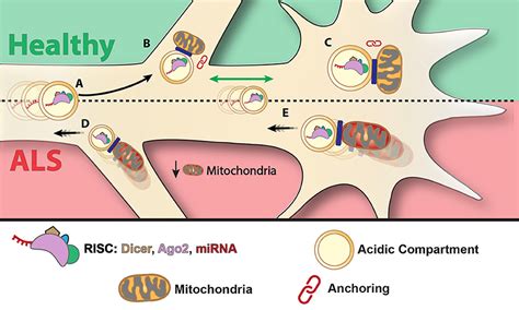 Frontiers Localization Of RNAi Machinery To Axonal Branch Points And