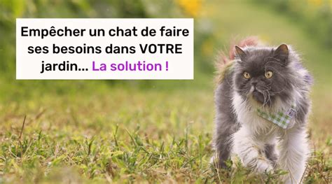 Emp Cher Un Chat De Faire Ses Besoins Dans Le Jardin Astuces Simples