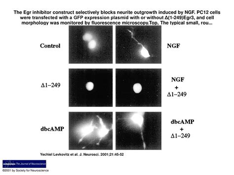 The Egr Inhibitor Construct Selectively Blocks Neurite Outgrowth