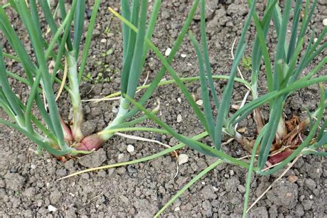 How To Plant Grow And Harvest Shallots Harvest To Table