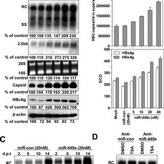 Regulation Of HBV Replication And MiR 449a Expression By The HDAC