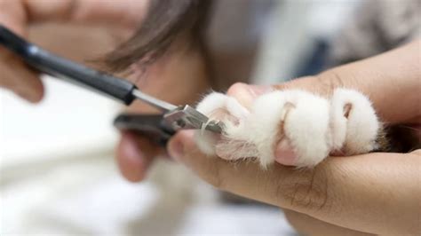 Por qué y cada cuándo debo cortarle las unas a mi gato El Heraldo