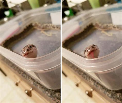 Adorable Snake Pics That Will Help You Conquer Your Fear Cute