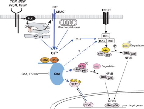 NFAT and NFjB are Ca 2þ calcineurin dependent transcription factors